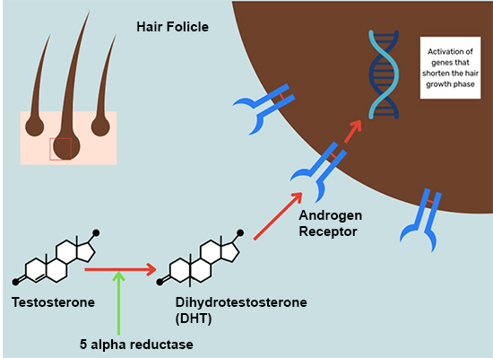 Pyrilutamide: The Ultimate Hair Loss Cure, Buy In Stock
